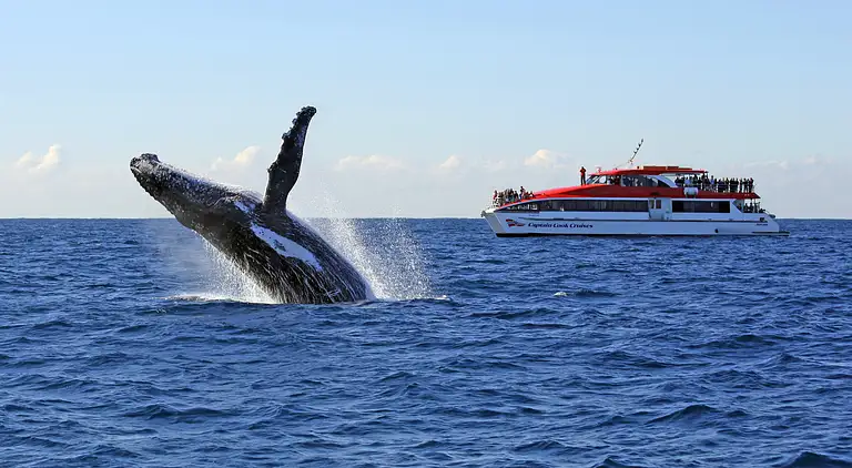 Whale