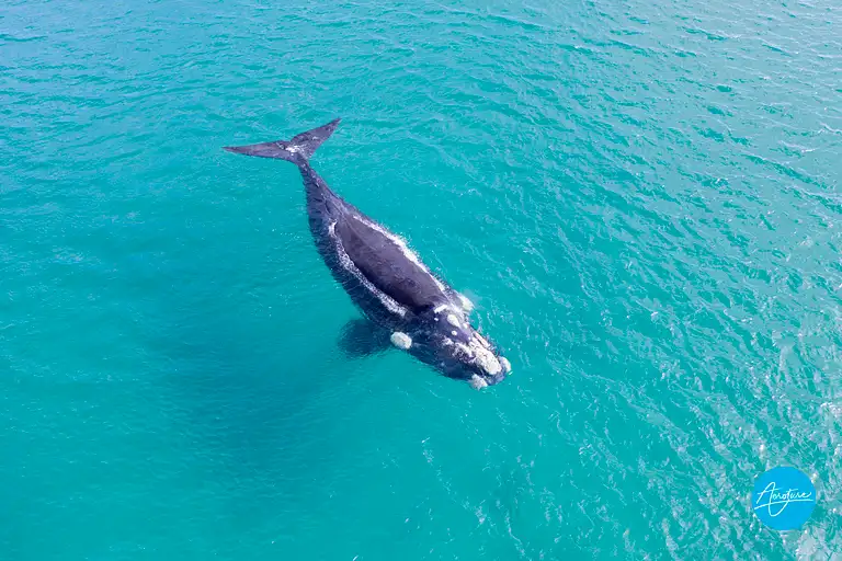 AUGUSTA WHALE WATCHING ECO TOUR