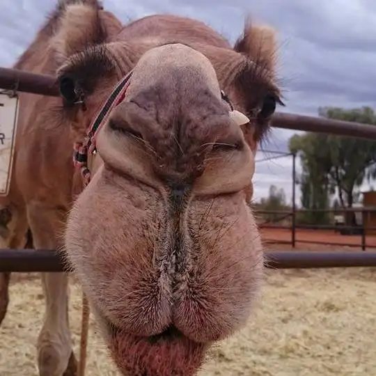 Uluru Sunrise Camel Experience Discount