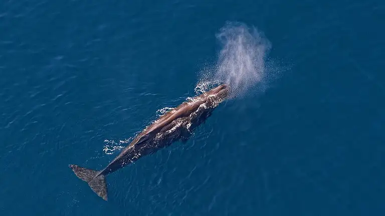 Kaikoura helicopter whale watching flight
