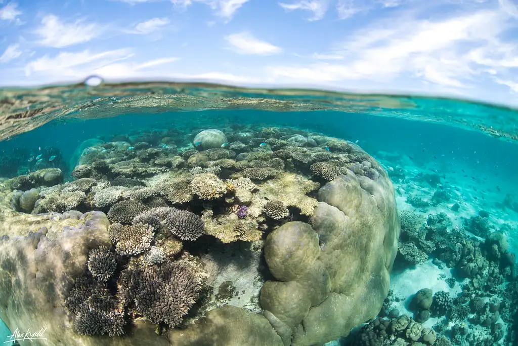 Snorkel Discovery Sailing Cruise | Coral Bay