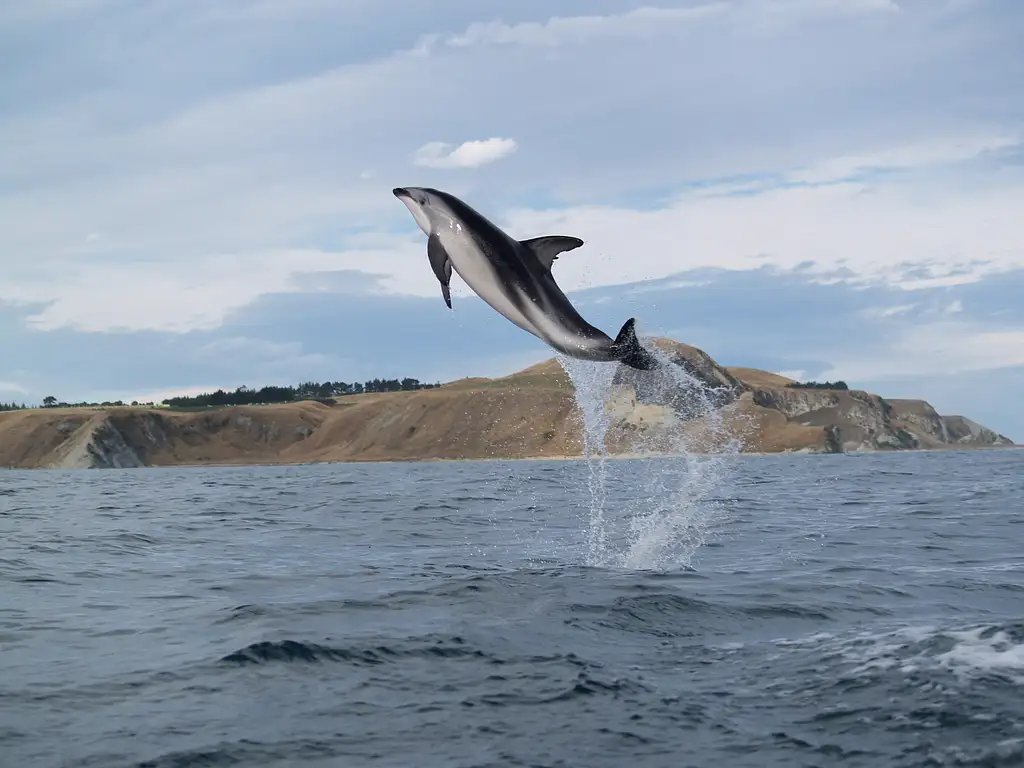 Kaikoura Whale Watching Kayaking Tour