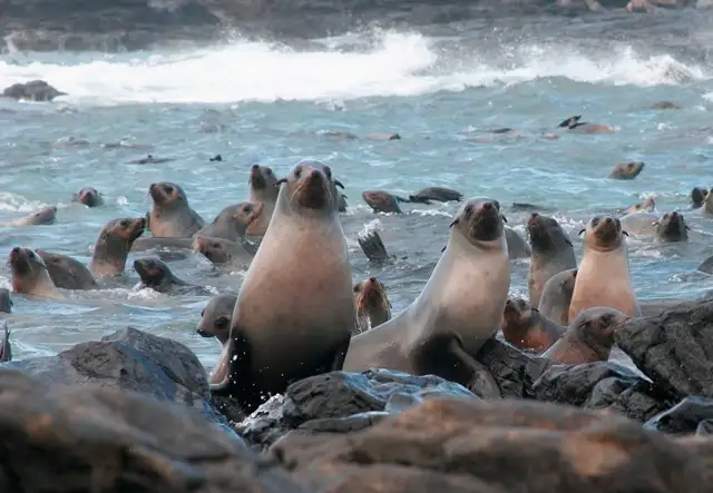 Seal watching deals