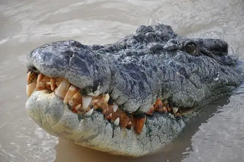 Jumping crocodile adventure