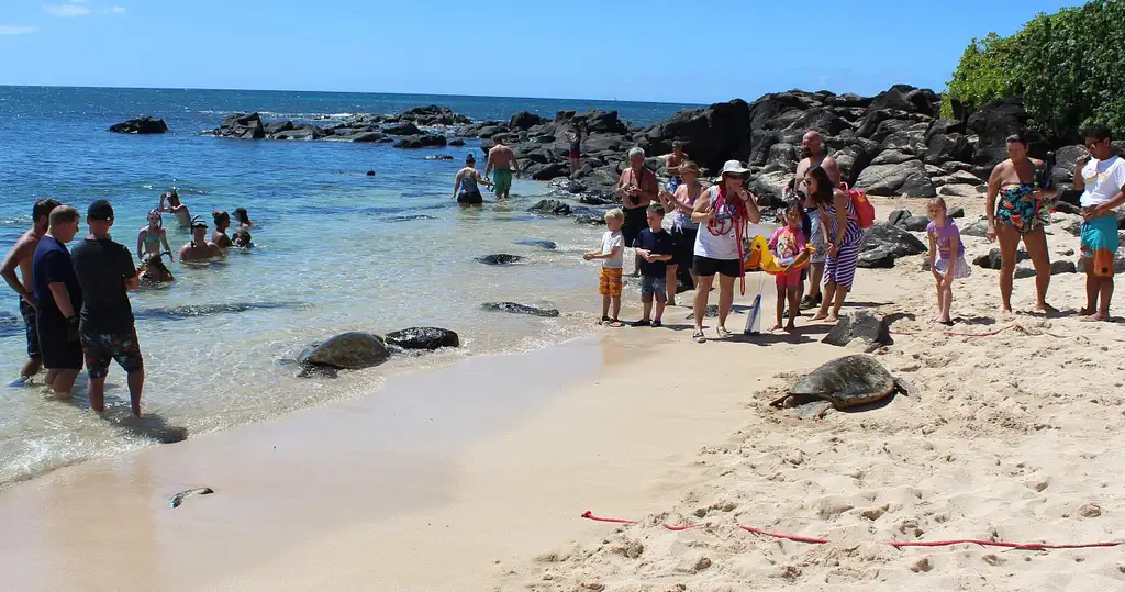 Hawaii Turtle Tour deals