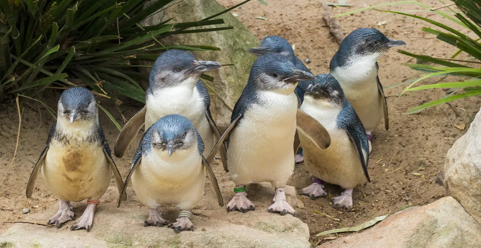 Phillip Island Penguin Parade Experience