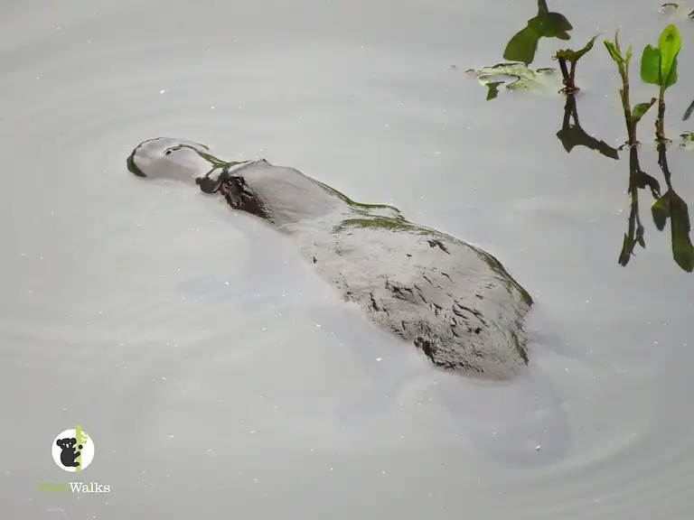 byron bay wildlife tours