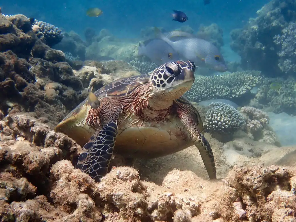 Exmouth Turtle Kayaking and Snorkelling Tour