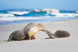Adelaide Kangaroo Island Tour