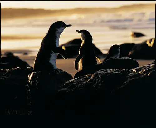 Phillip Island Penguin Parade Half Day Tour from Melbourne