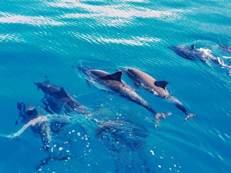 Swim with Dolphins