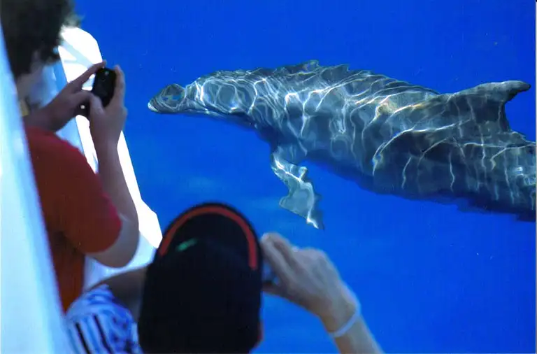 Hervey Bay whale search and dolphin watch deal