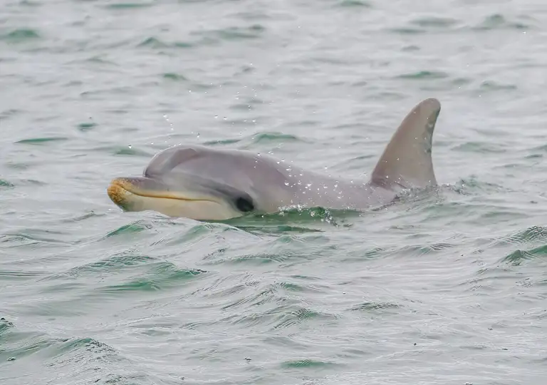 Port River Dolphin Cruise  Deals