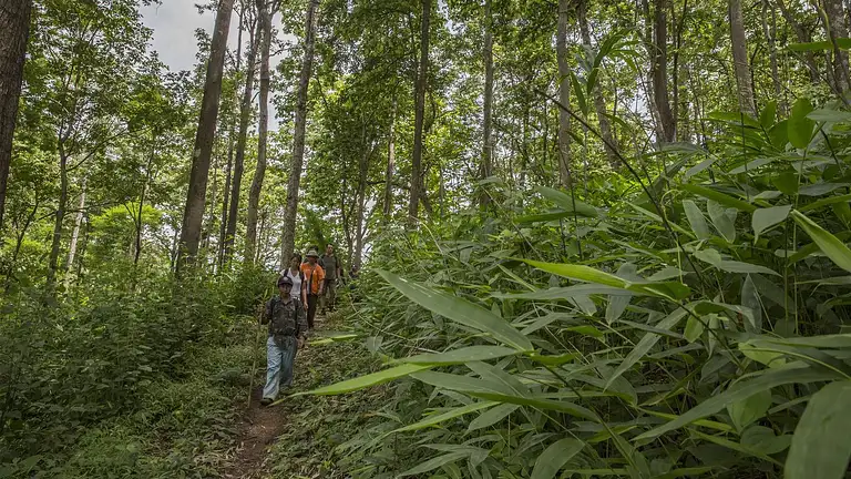 itinerary_lg_Thailand_Chiang_Mai_Pang_Mai_Dang_Forest_Trekking_-_0W3A8484_web.jpeg