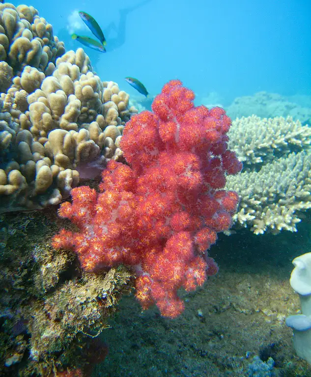 Ningaloo Reef Westside snorkel tour