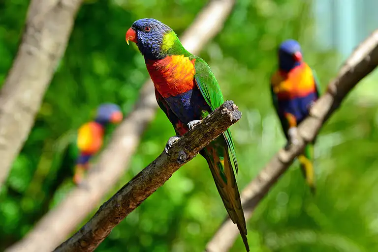 5 Day Walk Queensland's Scenic Rim Deals
