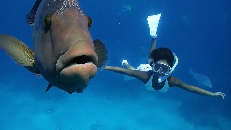 Great Barrier Reef Adventure Deals