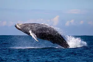 newcastle whale watching