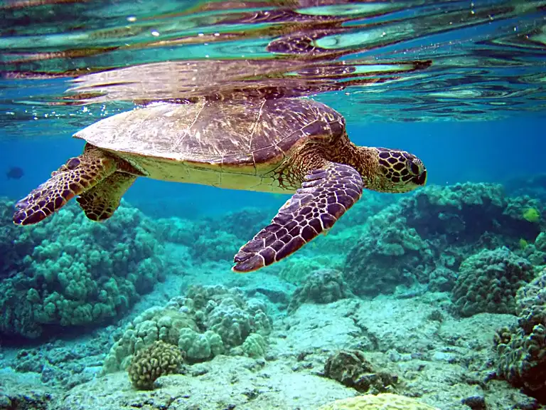Oahu Clear Kayak Tour Deals