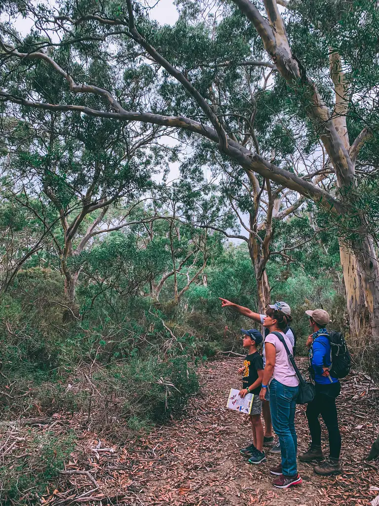 wildlife tour kangaroo island deal