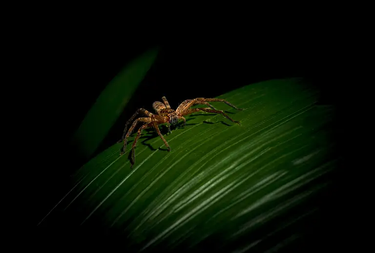 Cape Tribulation Jungle Walk