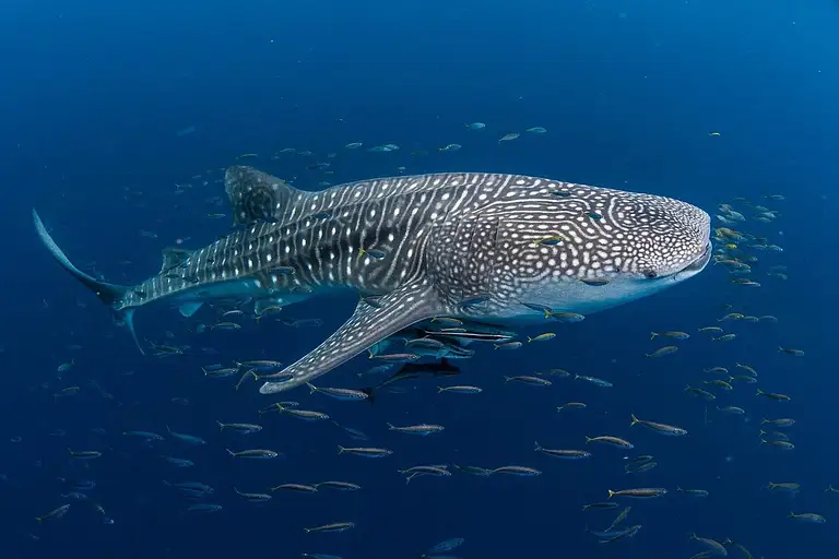Coral Bay Whale Shark Snorkel
