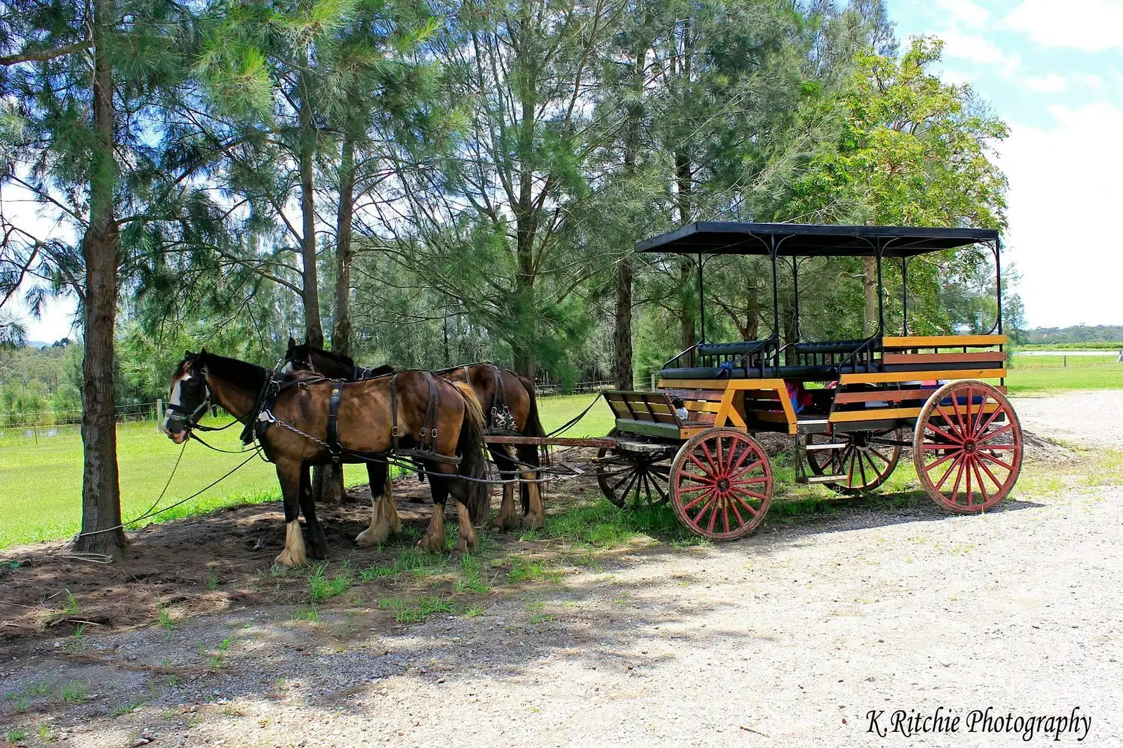 Pokolbin wine tour deals