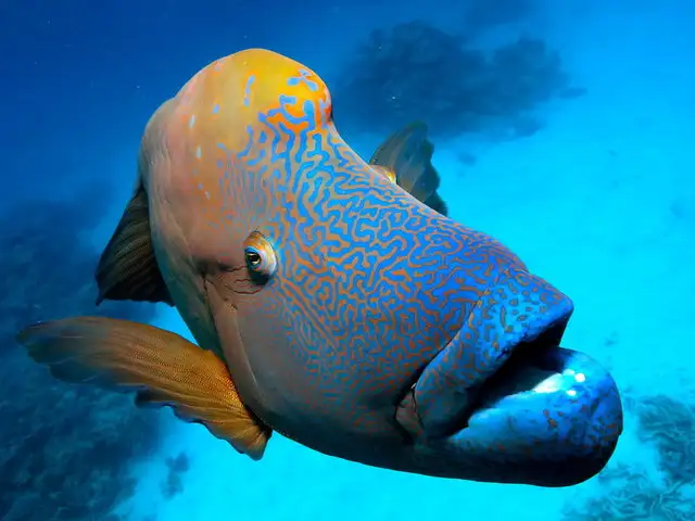 Learn to Dive Port Douglas