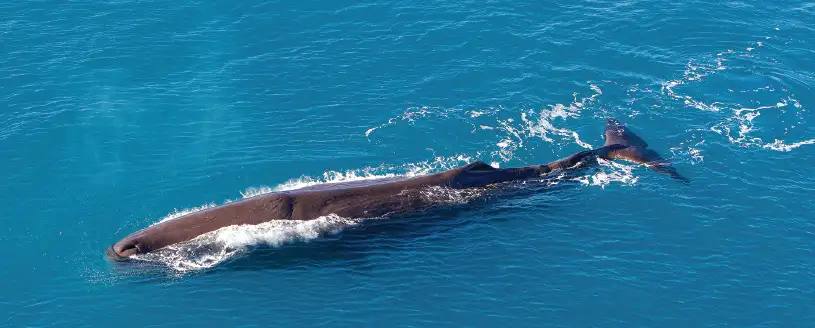 Kaikoura helicopter whale watching flight