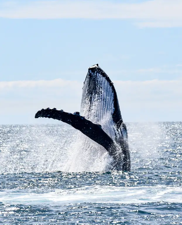 Sunshine Coast Whale Watching Cruise Deals