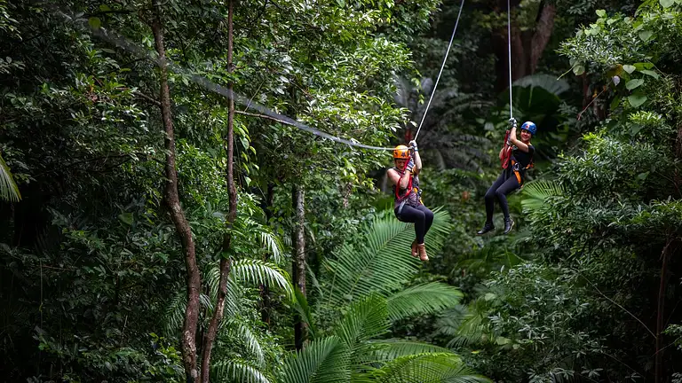 Cape Tribulation Rainforest Zipline Experience in Daintree National Park