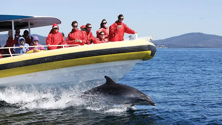 Slideshow-PWJ-Boat-Dolphin-2.jpg