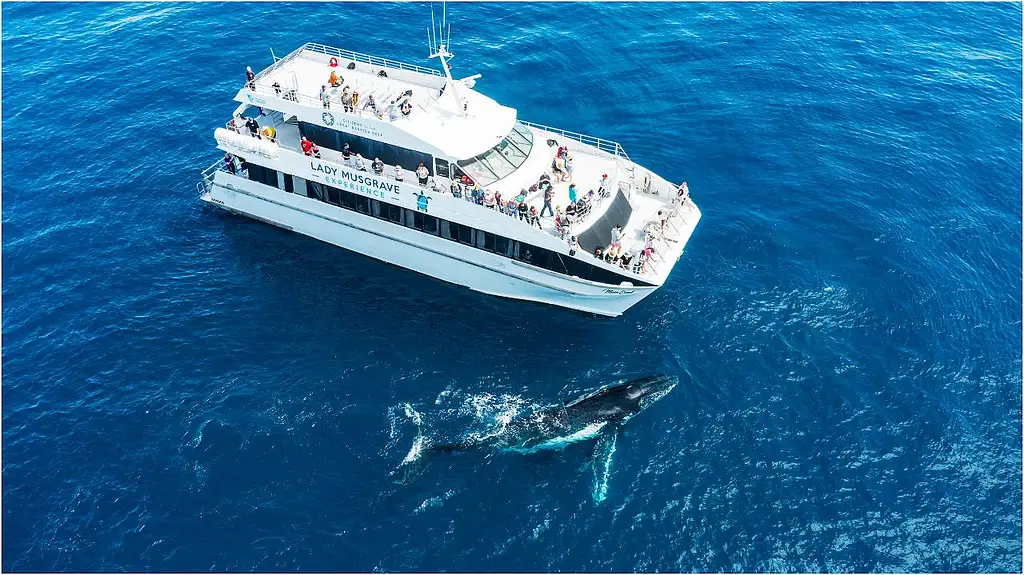 Bundaberg Whale Watching Tour