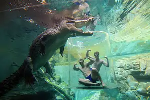 best crocodile cage of death