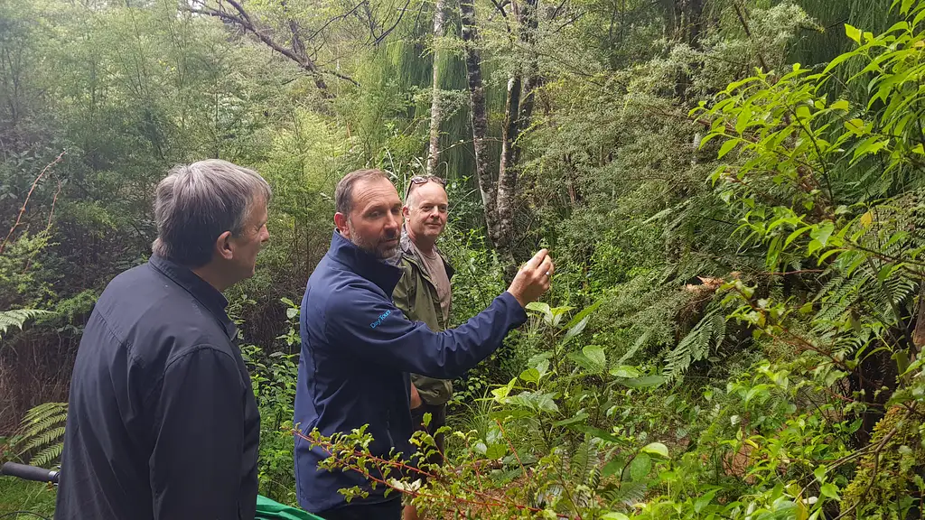 Coast and Rainforest Walk From Auckland