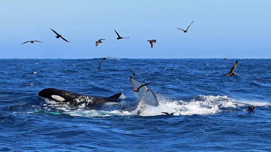 Bremer Canyon Killer Whale (Orca) Snorkel