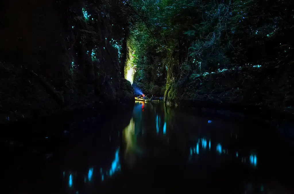 Glowworm tours