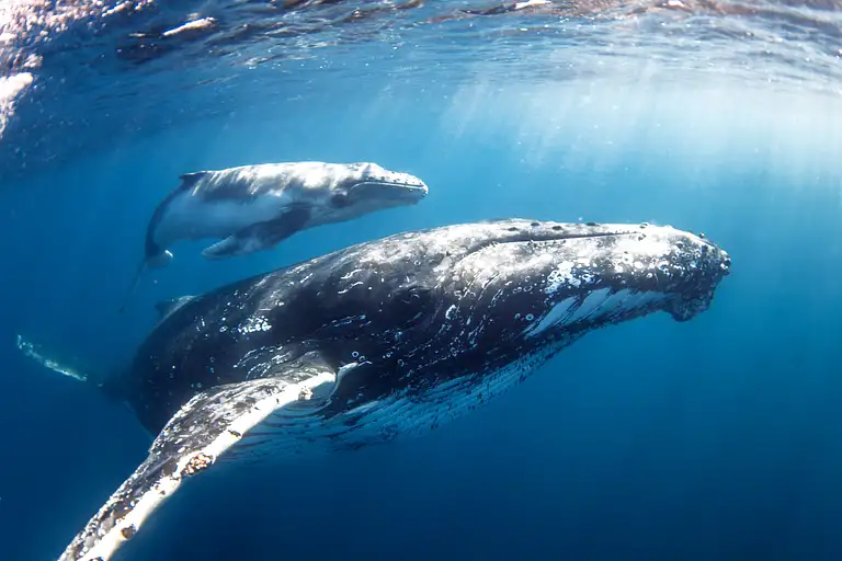 Swim With Whales