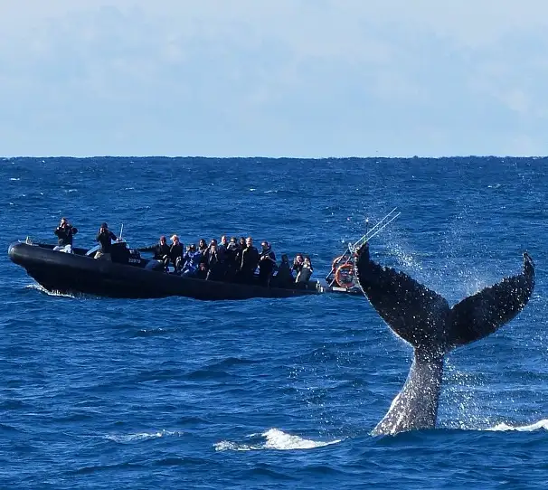 Whale watching Sydney deals