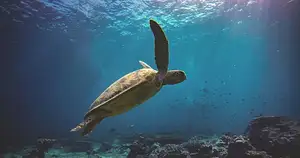 Turtle Workshop Byron Bay