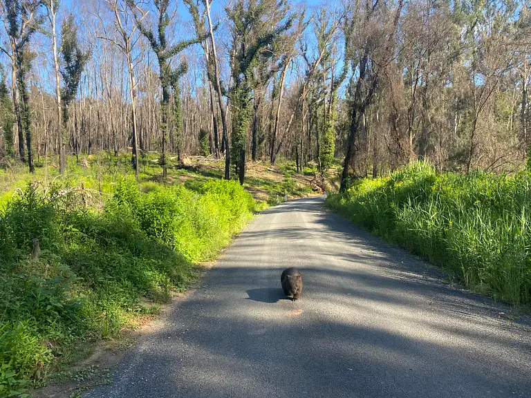 bike tours in nsw