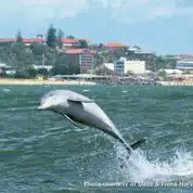 Swim with wild dolphins tour