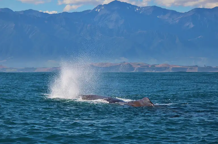 Sperm whale blow.jpg