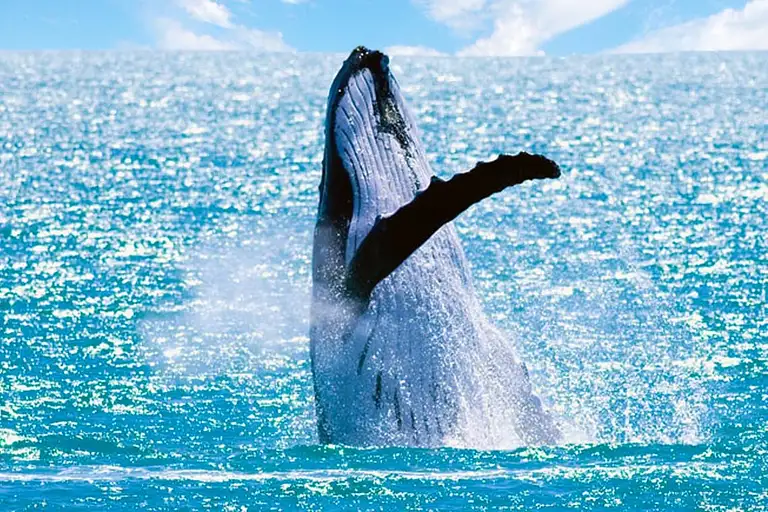 sunshine coast whale watching tours