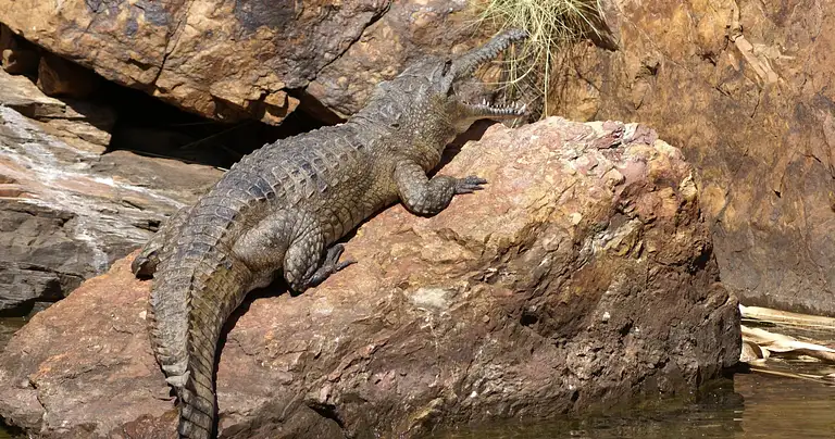 Kununurra deals