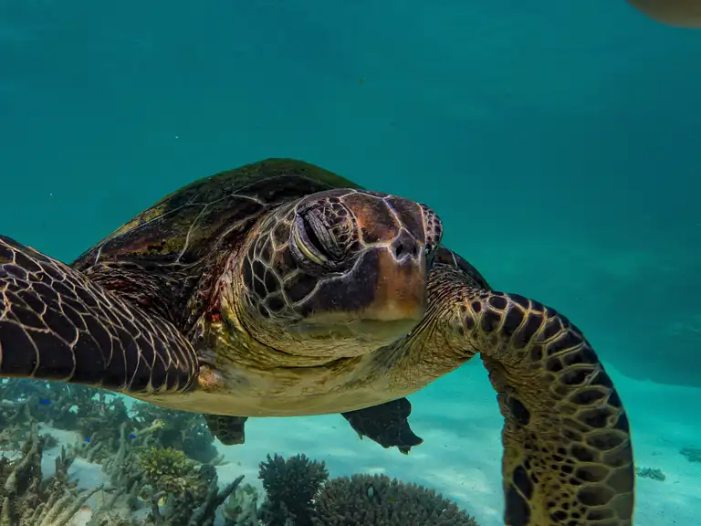 Ningaloo Reef Turtle Spotting & Snorkelling Tour