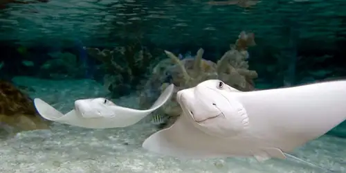 SEA LIFE Aquarium Kansas City Entrance Ticket