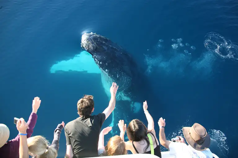 whale watch hervey bay tour