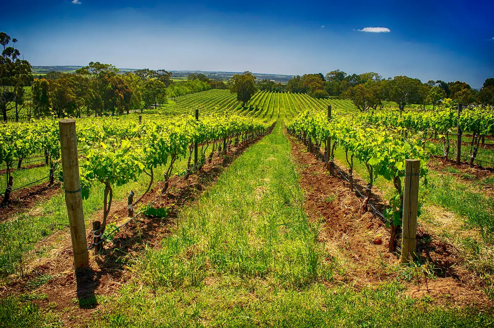 McLaren Vale Wine Tours
