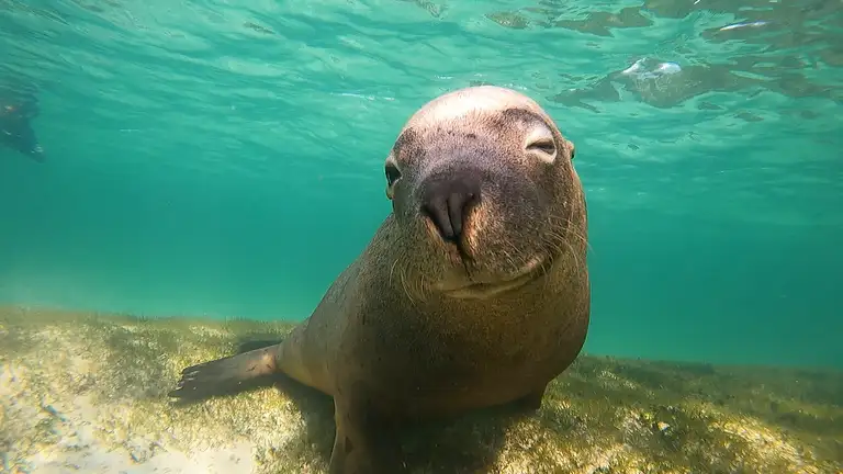 Sea Lion tours in Western Australia